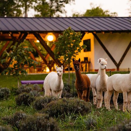 The Tribe Alpaca Retreat Hotel Branesti Eksteriør billede