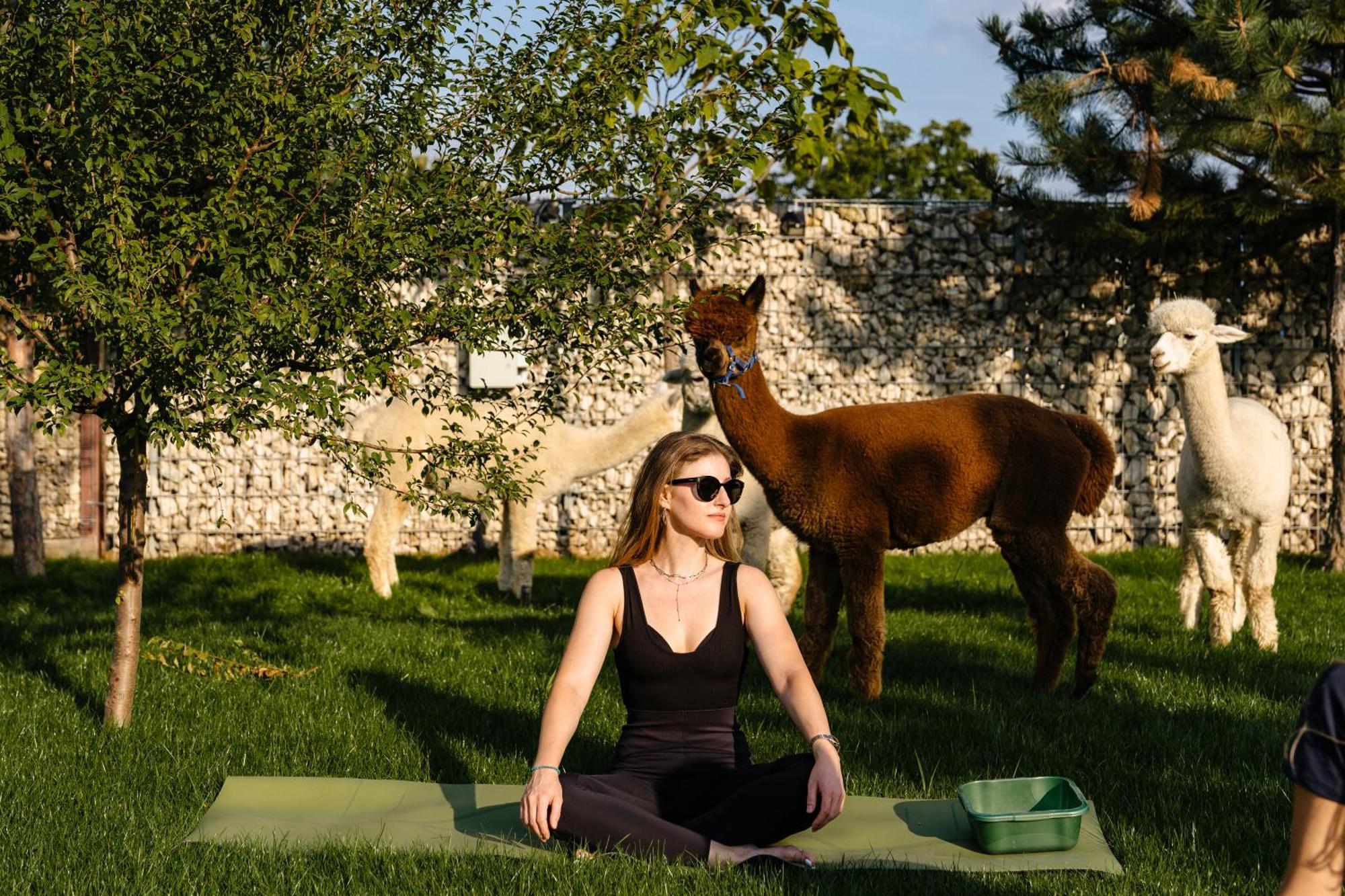 The Tribe Alpaca Retreat Hotel Branesti Eksteriør billede