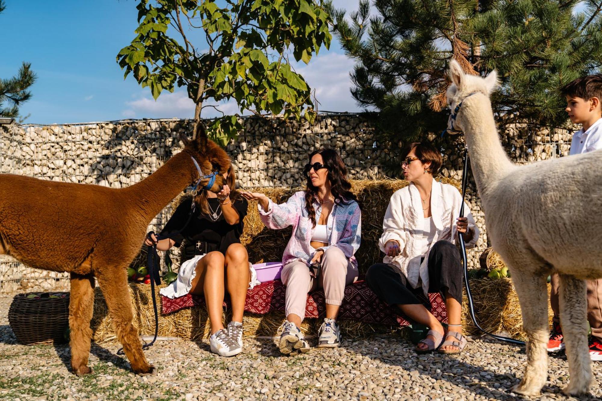 The Tribe Alpaca Retreat Hotel Branesti Eksteriør billede