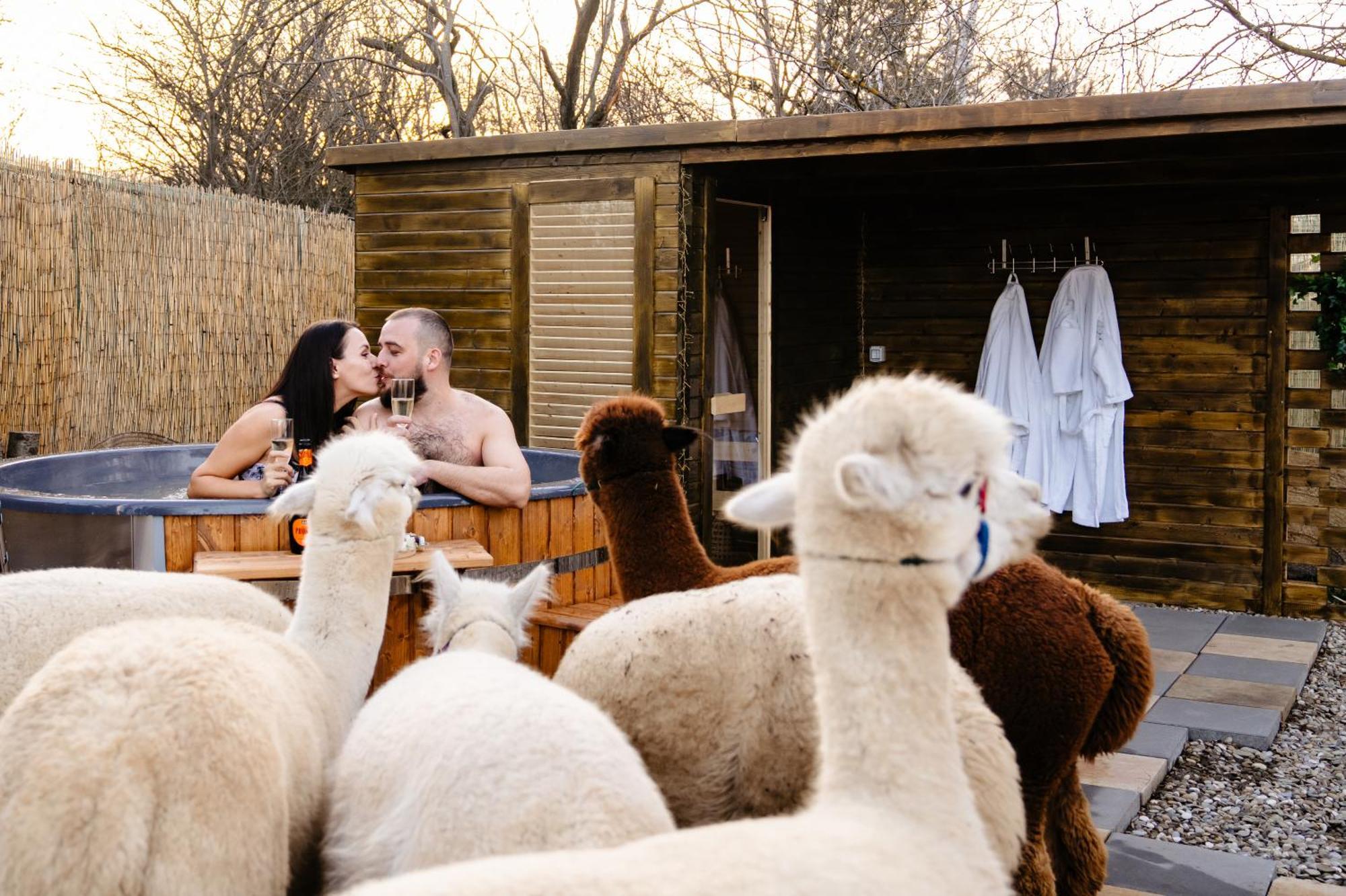 The Tribe Alpaca Retreat Hotel Branesti Eksteriør billede