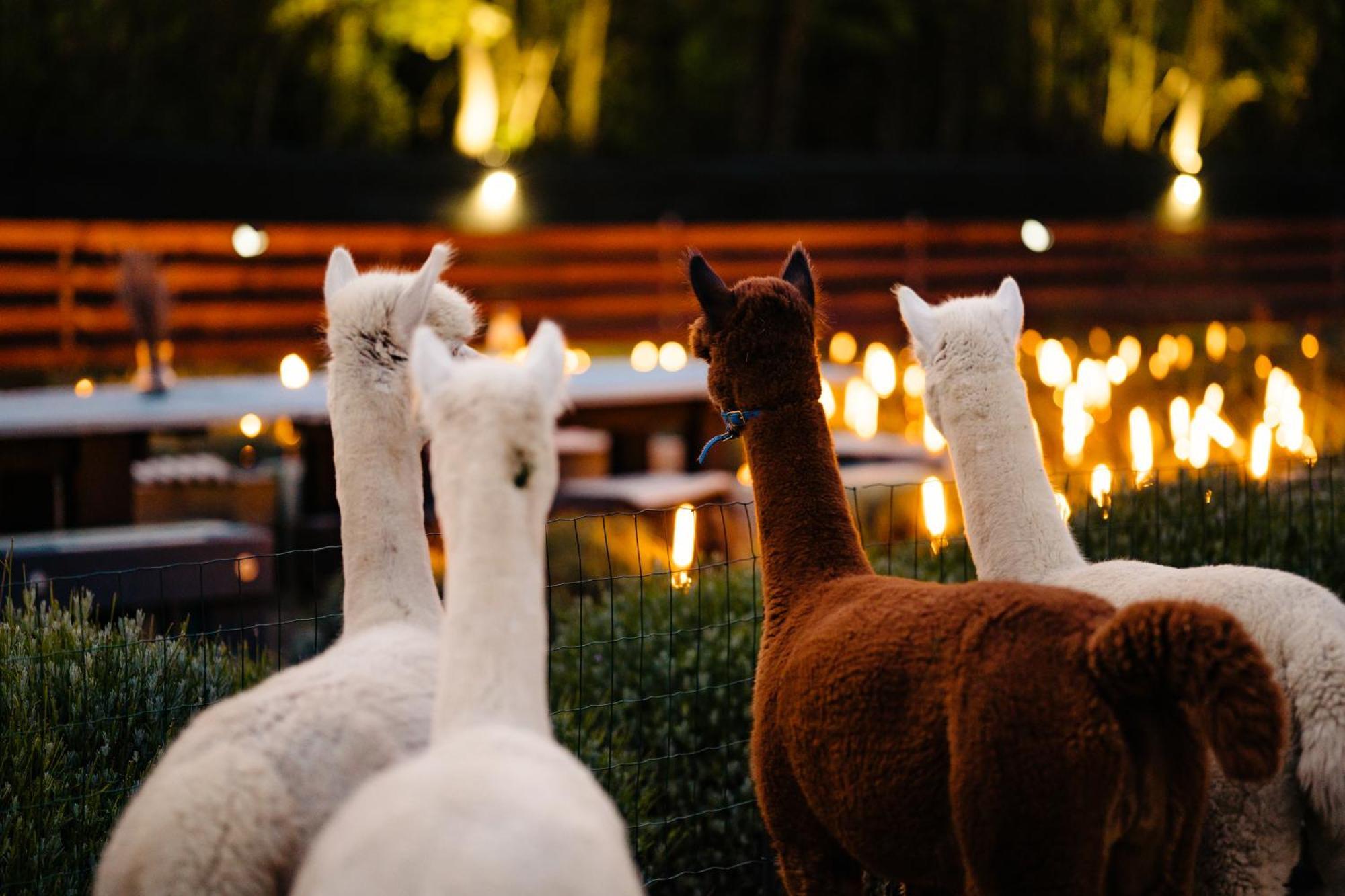 The Tribe Alpaca Retreat Hotel Branesti Eksteriør billede