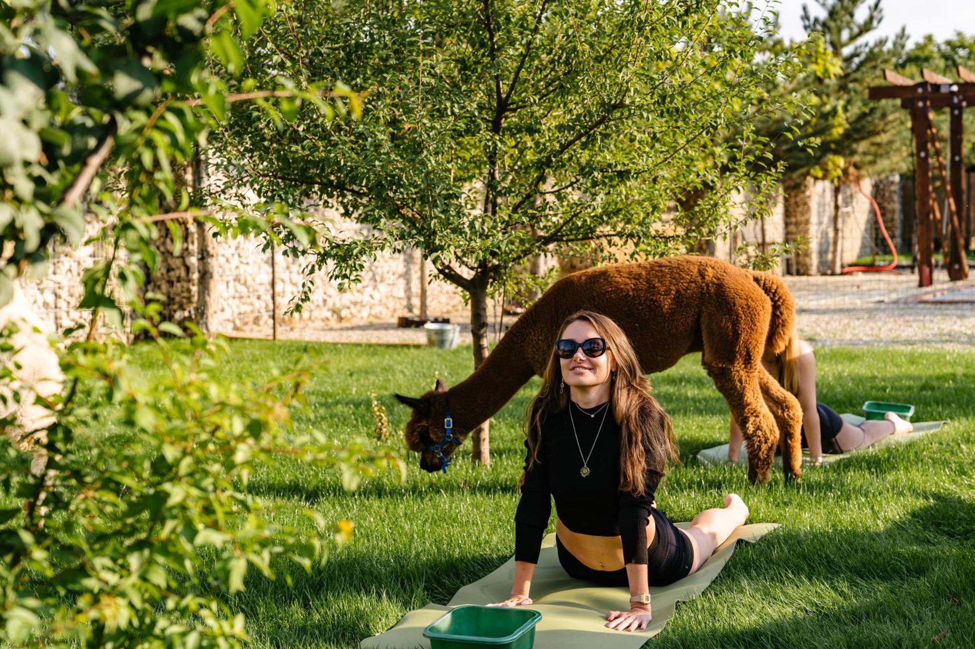 The Tribe Alpaca Retreat Hotel Branesti Eksteriør billede