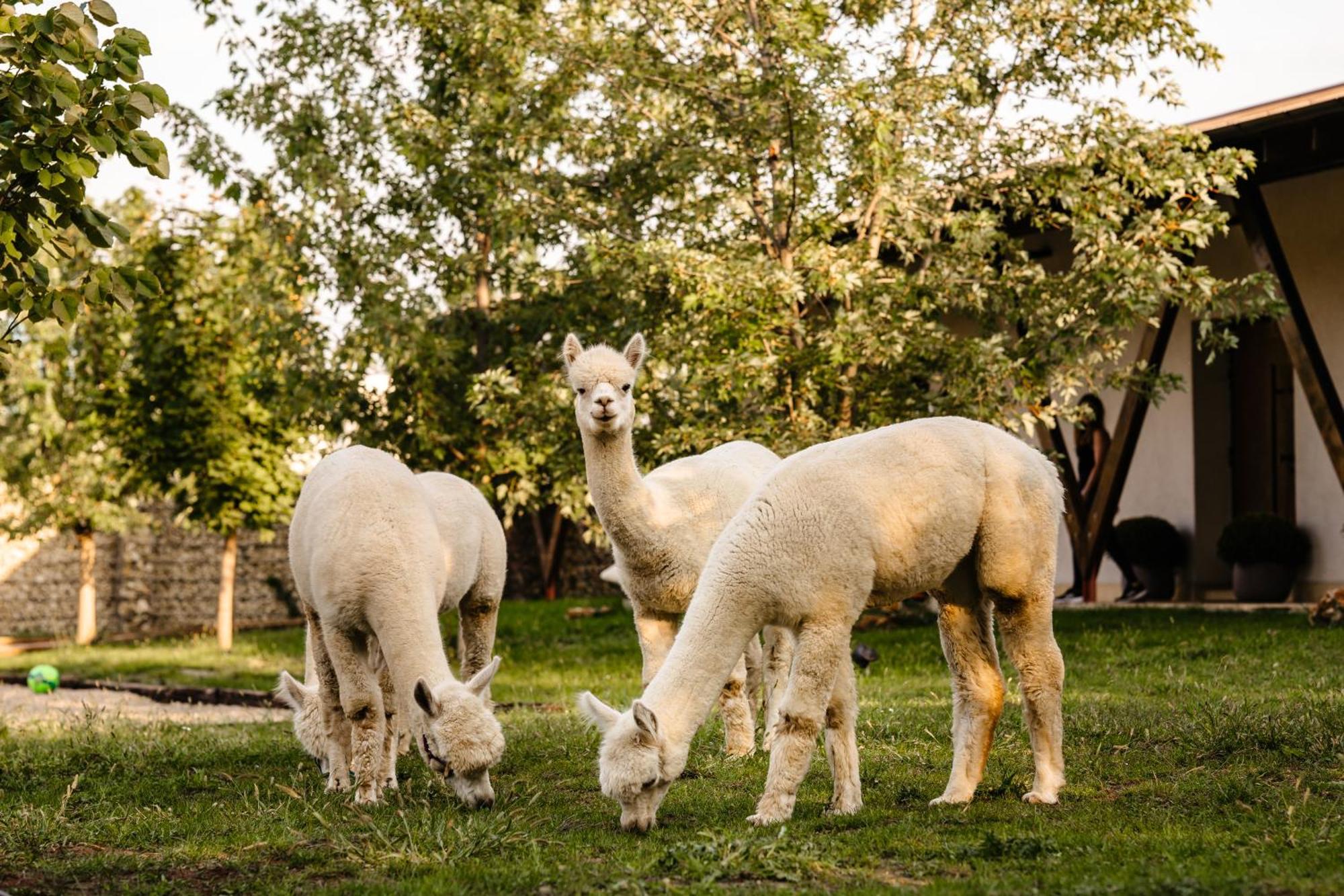 The Tribe Alpaca Retreat Hotel Branesti Eksteriør billede