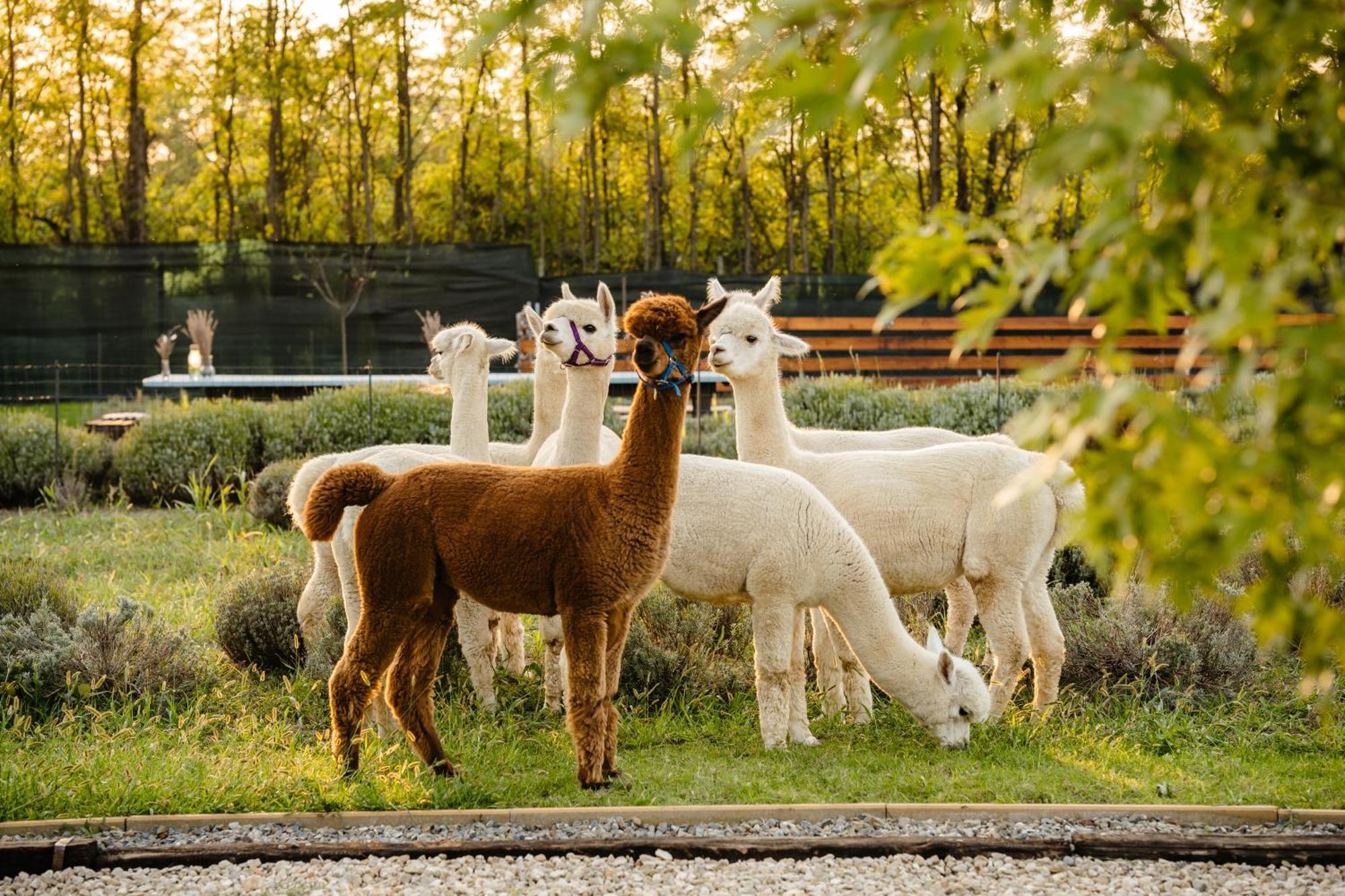 The Tribe Alpaca Retreat Hotel Branesti Eksteriør billede