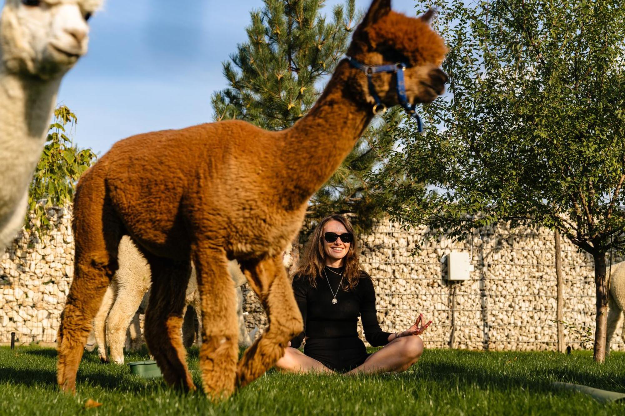 The Tribe Alpaca Retreat Hotel Branesti Eksteriør billede