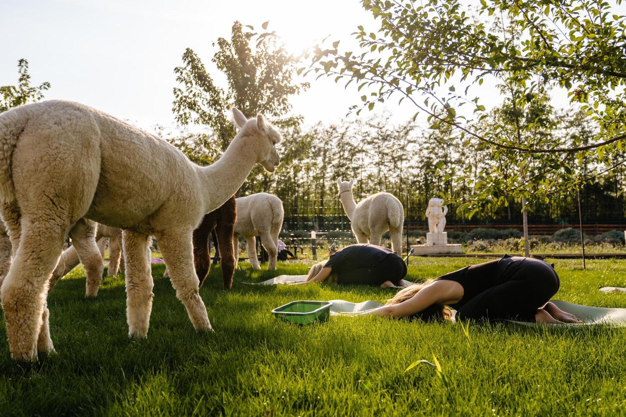 The Tribe Alpaca Retreat Hotel Branesti Eksteriør billede