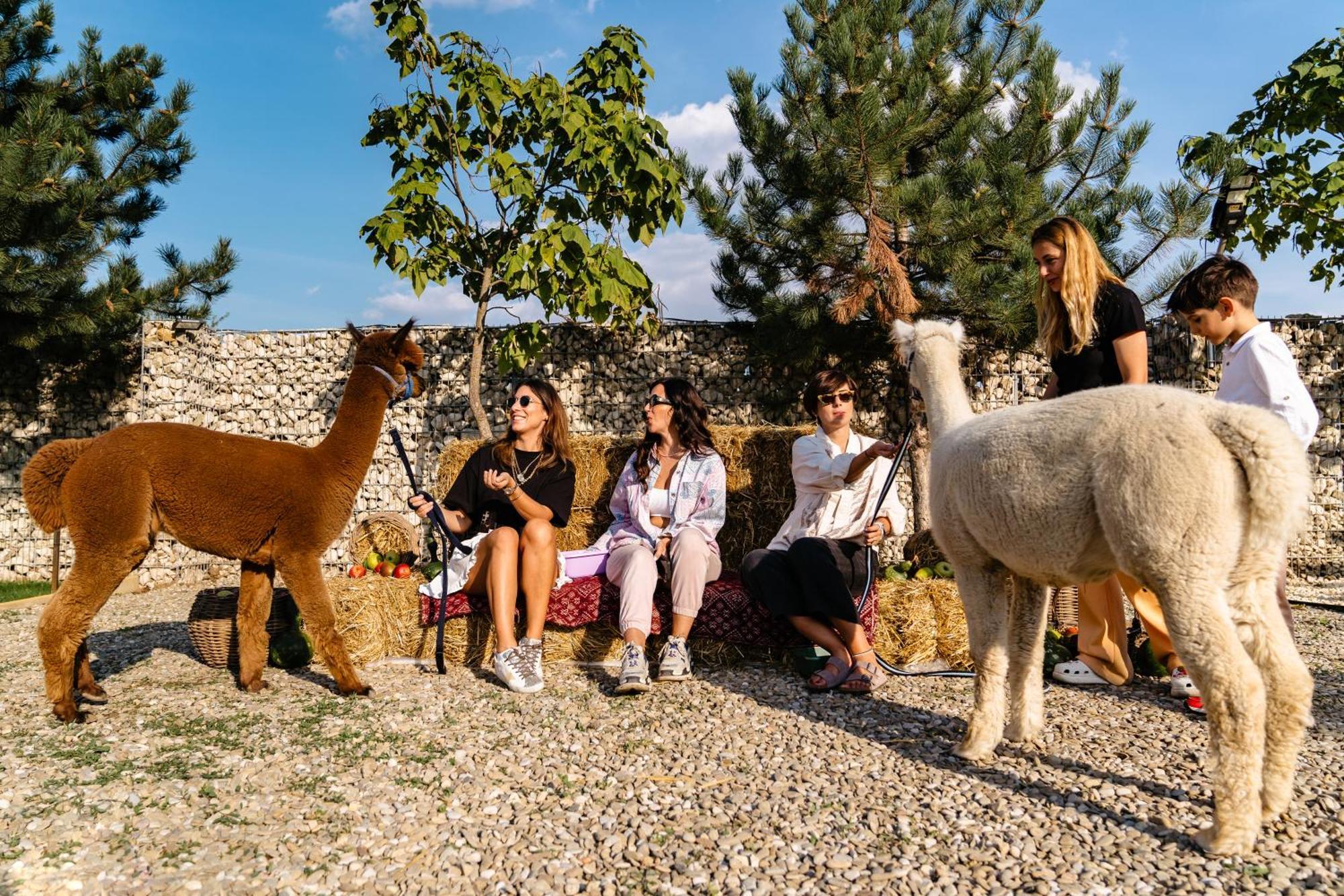 The Tribe Alpaca Retreat Hotel Branesti Eksteriør billede