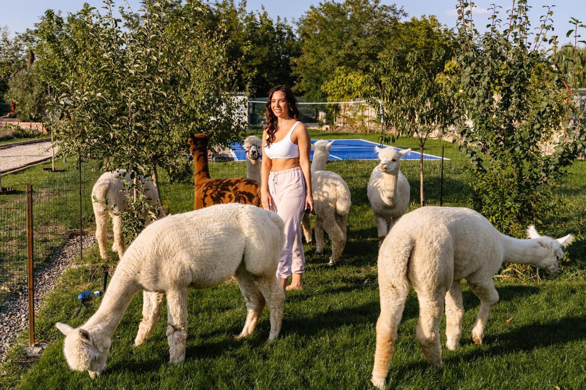 The Tribe Alpaca Retreat Hotel Branesti Eksteriør billede