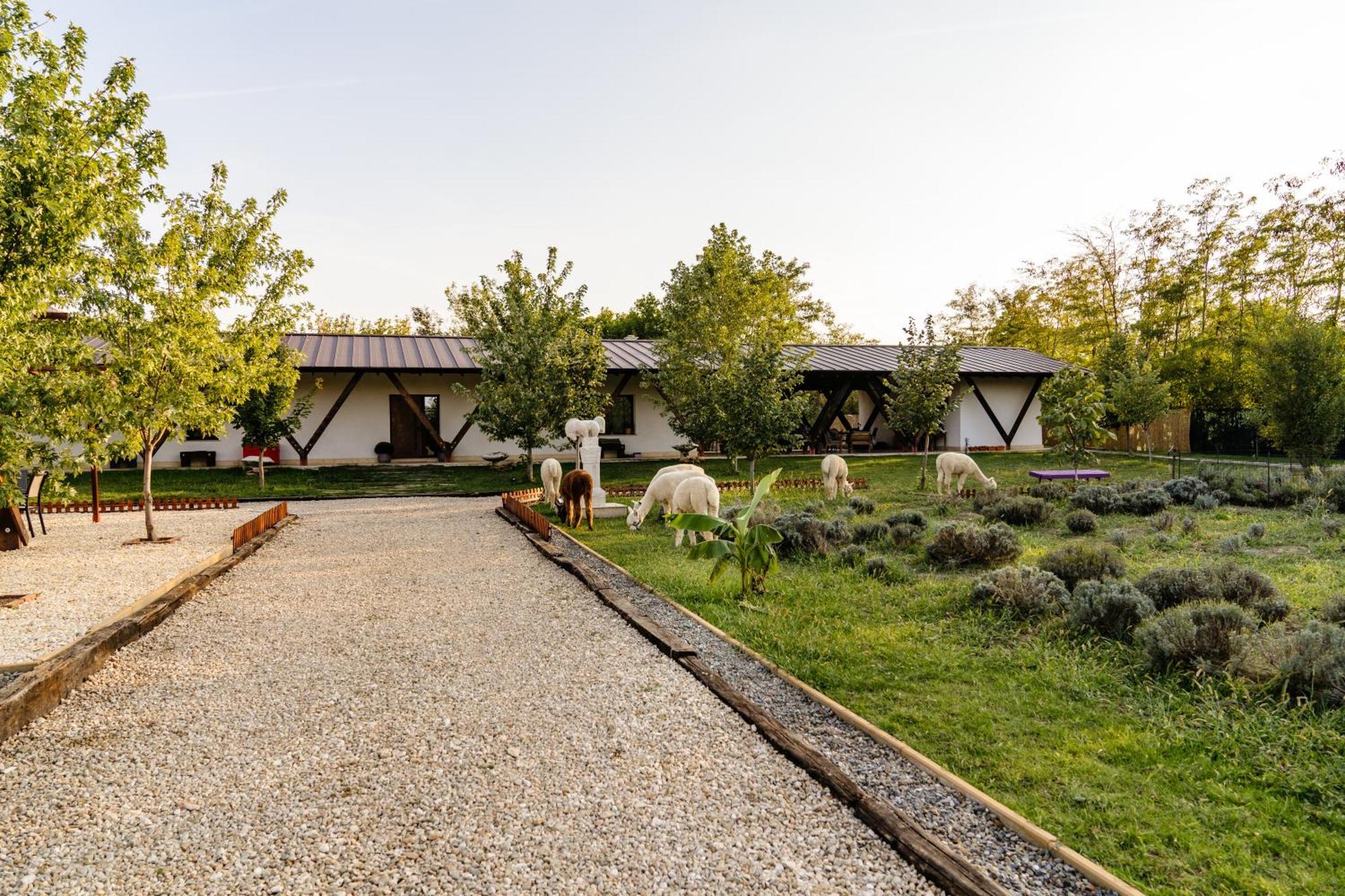 The Tribe Alpaca Retreat Hotel Branesti Eksteriør billede